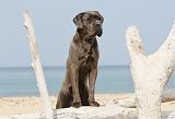 CANE CORSO 236